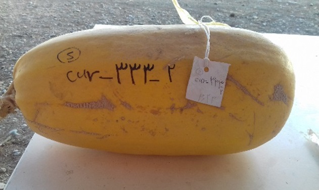 کدو آجیلی صدف